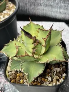 アガベ　ライムグリーン　錦 2025年最新】ライムグリーン アガベの人気アイテム - メルカリ