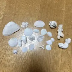 砂浜　貝殻22個セット