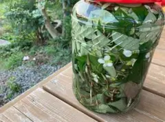 どくだみチンキ100ml程全草チンキ☆抜き苗も同封可能☆野草薬草のサムネイル