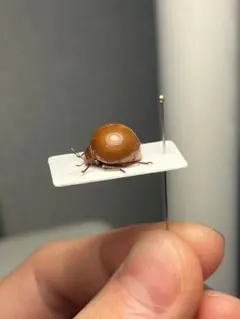 国産蝶標本】立体標本 アオタテハモドキ 雌雄ペア ライブ標本 - メルカリ