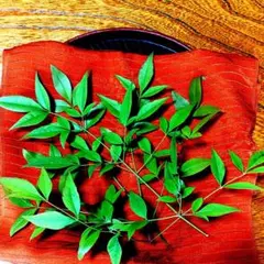 ❌南天の葉っぱ 30本～40本 楽天市場】南天 の 葉の通販