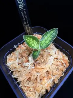 HW正規タグ付きHomalomena cf. squamis-draconis - メルカリ