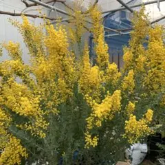 2026年最新】三角葉ミモザ蕾の人気アイテム - メルカリ