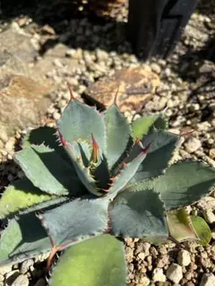 2025年最新】グアダラハラナの人気アイテム - メルカリ