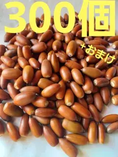 どんぐり　マテバシイ　300個+おまけ