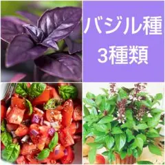 【ハーフセット】珍しい色んなバジルのタネ 3点❣️
