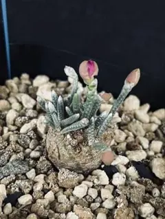 2026年最新】アボニア クイナリアの人気アイテム - メルカリ