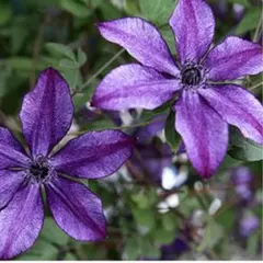 2026年最新】紫色クレマチス苗の人気アイテム - メルカリ