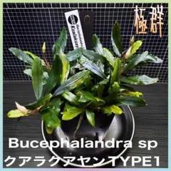 ブセファランドラsp.クアラクアヤンTYPE1 水上株1ポット［0］【無農薬】