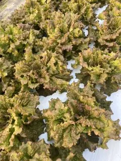 野菜セット　ほうれん草　ブロッコリー　サニーレタスなど　ネコポス