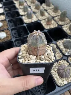 開花済・雄株】ユーフォルビア オベサ 実生⑥ - メルカリ