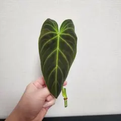 観葉植物 フィロデンドロン スプレンディド