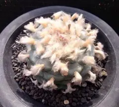 R*s様 多肉植物 銀冠玉 ロフォフォラ 特大株 - メルカリ