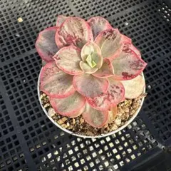 速達　＊もも＊様専用