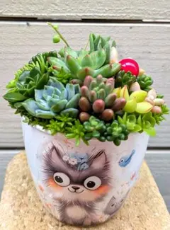 ❣️そのまま飾れる♡多肉植物❣️ 　 　　 ❤️プラ鉢寄植え❤️のサムネイル