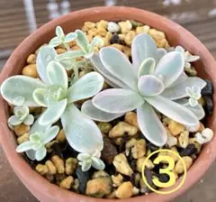 ラスト♡子持ち蓮華錦 鏡花 カット苗２個 多肉植物 ラスト♡子持ち蓮華錦 鏡花 カット苗2個 多肉植物