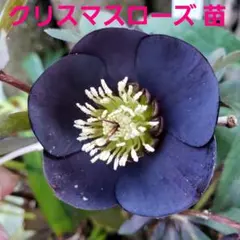 かのん⭐︎ポット発送メルカリ便❤️スペシャル価格❤️840クリスマスローズ かのん⭐︎様専用ポット発送メルカリ便❤️スペシャル価格