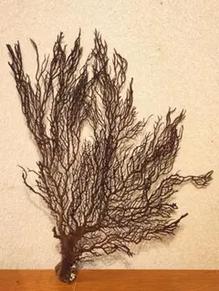 まいまい　ウミウチワ30個セット まいまい ウミウチワ30個セット まいまい ウミウチワ30個セット