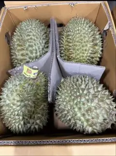 TAISHENDURIAN タイ産 ドリアン 3玉入　火山ドリアン TAISHENDURIAN タイ産 ドリアン 3玉入 火山ドリアン - メルカリ