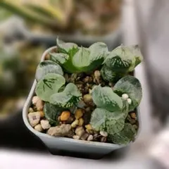 k*n様 ハオルチア　コクリコ嬢　ランダム一株