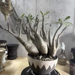 パキポディウムグラキリス2頭 VALIEM 鉢植え 塊根植物 コーデックス