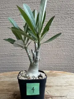 アデニウム ソマレンセ 塊根植物 コーデックス 実生 巨大 - メルカリ