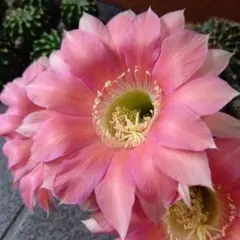 14 花サボテン カキコ1個 - メルカリ