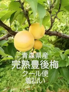 完熟豊後梅 青森県産 クール便のサムネイル