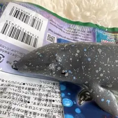 コククジラ　ディアゴスティーニ　くじら&co. アンドコー　DeAGOSTINI