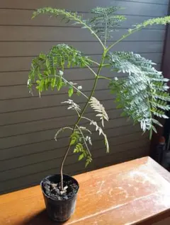 kaoriさま専用　　確認用