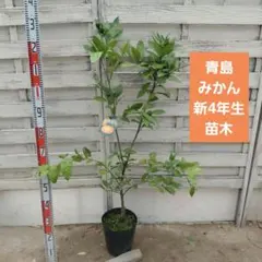 青島みかん 新4年生 苗木 実つき ポリポット入り 青島みかん 新4年生 苗木 実つき ポリポット入り - メルカリ