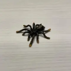チョコエッグ　動物コレクション　タランチュラ