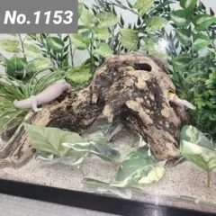 Item thumbnail for item f0037c94-bb1d-4e84-b657-fc96b2d53b24