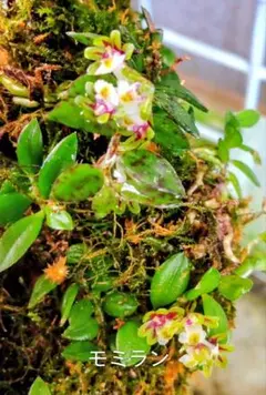 ムギラン 麦蘭 山野草 ガーデニング 観葉植物 富貴蘭 風蘭 フウラン