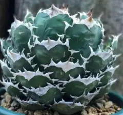 アガベ　白鯨　中株 アガベ チタノタ 白鯨 中株 | Agave Rocon