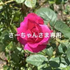 蓮紙【さーちゃんさま専用】
