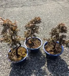 2026年最新】杜松 盆栽の人気アイテム - メルカリ