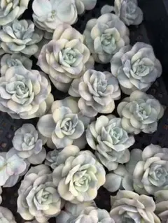 2025年最新】ラブリーローズ錦の人気アイテム - メルカリ