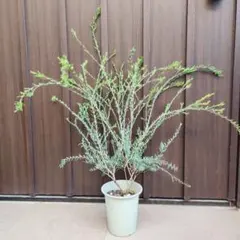 憧れのミモザの希少品種 ☘ シダレミモザ アカシア ☘ 枝垂れ 苗