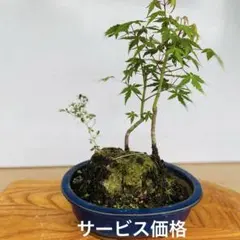 イロハモミジ ハイゴケ 小品盆栽 もみじ ヤマモミジ 心癒す我が家の