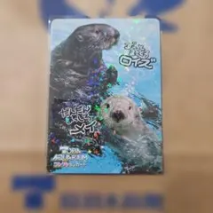 鳥羽水族館 コレクションカード メイ（レアカード） ラッコ 赤ちゃん