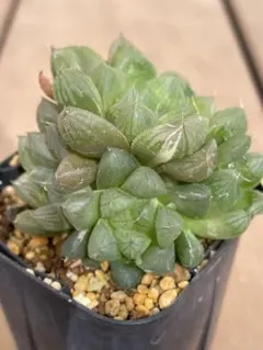 ハオルチア　マリン錦　多肉植物