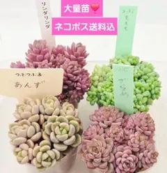GWまで限定出品☆ちゃあんず　専用 🌟News🌟 『ES!!store』店舗購入特典の新デザイン 「感謝祭！最高を