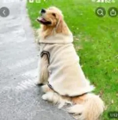 暖かい屋外用コートジャケット フード付き犬用 ベージュ&モスグリーン