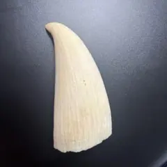 シャチ 歯 牙 希少品 骨董品 クジラ イルカ ハンドメイド - メルカリ