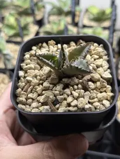 2025年最新】金剛狼の人気アイテム - メルカリ