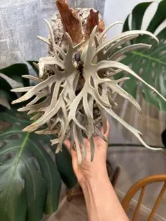 Tillandsia kautskyi / カウツキー（現地球・山採り株） - メルカリ