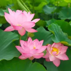 マルちゃん様 リクエスト 2点 まとめ商品