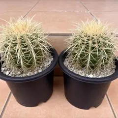 2026年最新】ドライガーデン セットの人気アイテム - メルカリ