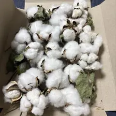 Item thumbnail for item 2930f8ab-57e1-41de-846a-f75a1e6cebbd